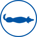 Icono de perro delgado